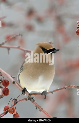 Cedar Waxwing perched in Crabapple Tree with Berries - Vertical Stock Photo