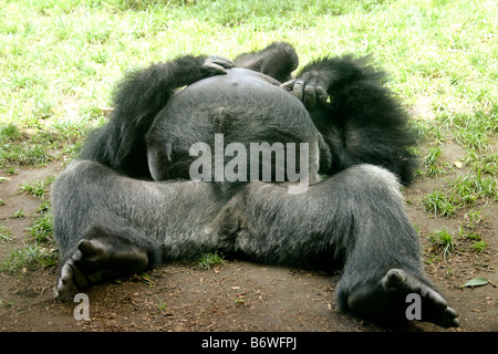 SAN DIEGO, CA - JULY 24: A lowland gorilla at the San Diego Zoo July 24th 2004 in San Diego CA Stock Photo