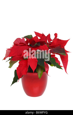 Poinsettia plant cut out isolated on white background Stock Photo