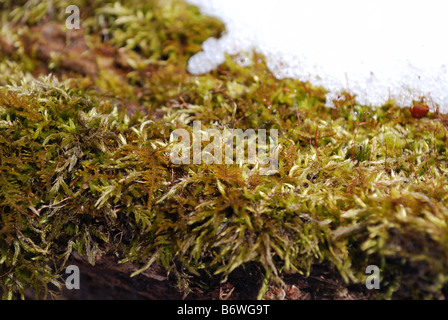 Sphagnum moss in winter Stock Photo