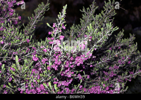 Chanelled Heath- Erica canaliculata- Family Ericaceae Stock Photo