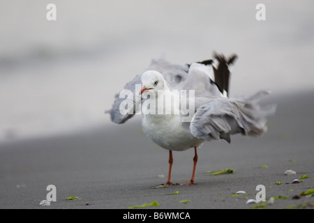 Grey-headed Gull (Larus cirrocephalus poiocephalus) standing on a beach shaking its wings Stock Photo