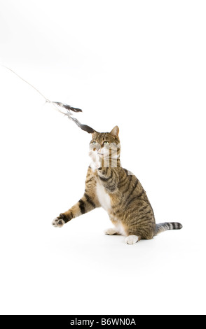Tabby tom cat playing with feathers with both paws in the air Stock Photo
