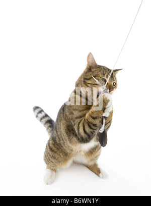 Tabby tom cat playing with feathers on a string looking wild and vicious! Stock Photo