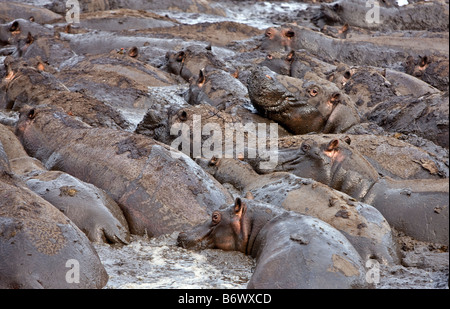 Tanzania, Katavi National Park. Hippos wallow in mud in the Katuma River in the Katavi National Park Stock Photo