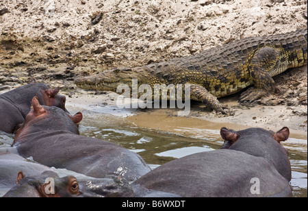 Tanzania, Katavi National Park. Hippos watch a crocodile glide past them in the Katuma River. Stock Photo