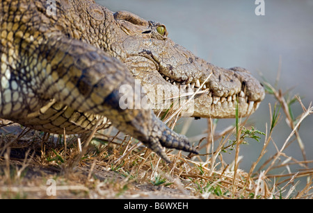 Tanzania, Katavi National Park. A large Nile crocodile basks in the sun on the banks of the Katuma River. Stock Photo