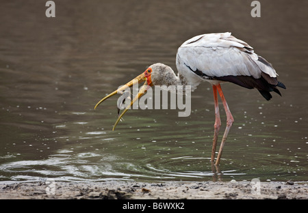 Tanzania, Katavi National Park. A Yellow-billed stork catches a fish in the Katuma River. Stock Photo