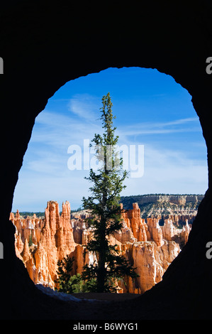 USA Utah Bryce Canyon  National Park A lone Pine Tree and colourful rock pinnacles known as Hoodoos on the Peekaboo Loop Trail Stock Photo