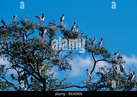 Zambia, South Luangwa National Park. Immature yellowbilled storks (Mycteria ibis). Stock Photo