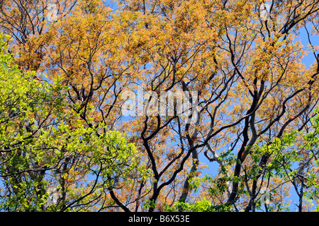 Yellow trumpet tree Tabebuia aurea Estancia Mimosa Bonito Mato Grosso do Sul Brazil Stock Photo
