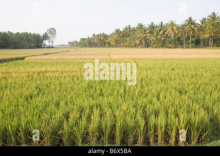 Rice paddy in a field, Shravanabelagola, Hassan District, Karnataka, India Stock Photo