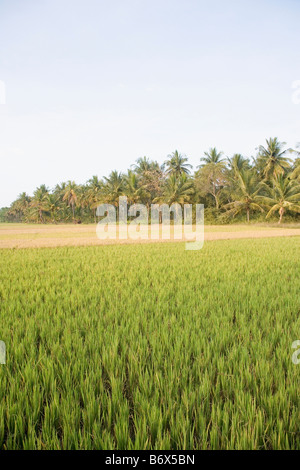 Rice paddy in a field, Shravanabelagola, Hassan District, Karnataka, India Stock Photo