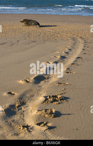 Grey Seal Halichoerus grypus on way to sea leaving tracks in the wet sand Stock Photo