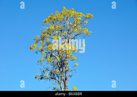 Yellow trumpet tree Tabebuia aurea Bonito Mato Grosso do Sul Brazil Stock Photo