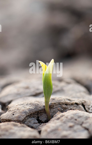 Plant seedling growing through the the dry cracked earth. India Stock Photo