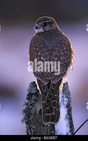 Juvenile Kestrel Falco tinnunculus on lichen covered fencepost winter Caithness Scotland Stock Photo