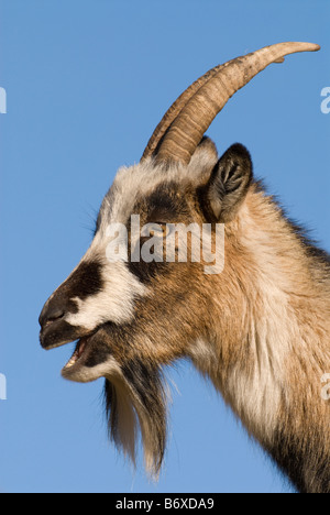 Portrait of wild goat Capra hircus Grey Mare s Tail Dumfries and Galloway Scotland Stock Photo
