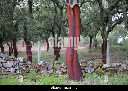 Cork tree in south of Spain Stock Photo