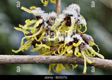 HOAR FROST ON HAMAMELIS JAPONICA SULPHUREA Stock Photo