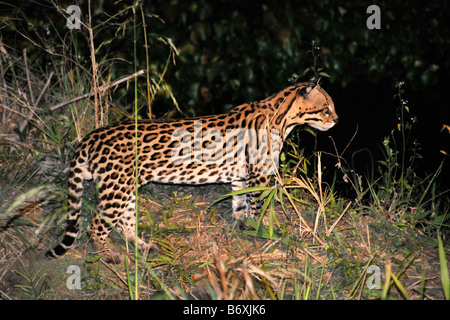 Ocelot Leopardus pardalis at night Fazenda San Francisco Miranda Mato Grosso do Sul Brazil Stock Photo