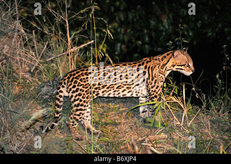 Ocelot Leopardus pardalis at night Fazenda San Francisco Miranda Mato Grosso do Sul Brazil Stock Photo