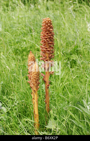 Greater Broomrape Orobanche rapum-genistae Stock Photo