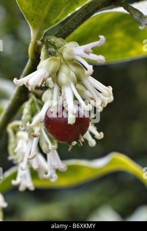 SARCOCOCCA RUSCIFOLIUS CHINENSIS AGM Stock Photo