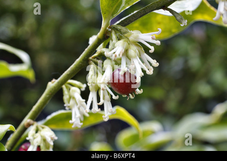 SARCOCOCCA RUSCIFOLIUS CHINENSIS AGM Stock Photo