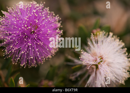 A close up of the purple and white flowers of Melaleuca Nesophila a popular native garden plant in South Australia Stock Photo