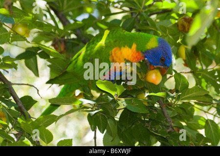 A rainbow lorikeet feeding on fruit Stock Photo