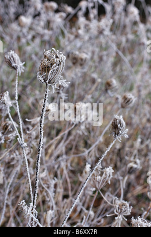 WILD CARROT DAUCUS CAROTA in winter Stock Photo