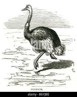 ostrich Struthio camelus flightless Struthionidae Struthioniformes bird Africa Middle East Stock Photo