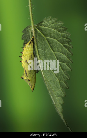 Peacock Butterfly Inachis io pupa or chrysalis hanging on stinging nettle leaf Oxfordshire UK Stock Photo