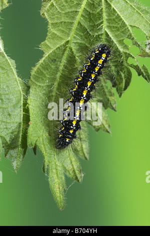 Scarlet Tiger Moth Callimorpha dominula larva feeding on Stinging Nettle leaf Oxfordshire UK Stock Photo
