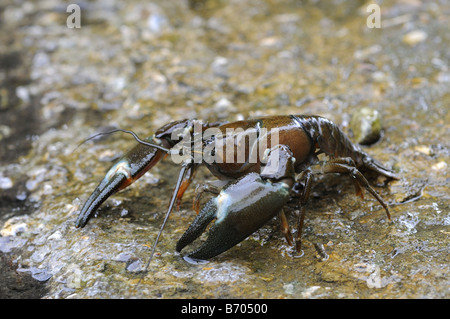 American Signal Crayfish Pacifastacus leniusculus Oxfordshire UK Stock Photo