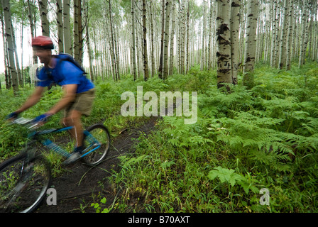 Man mountain biking through aspen forest, Redstone, Colorado (blurred motion). Stock Photo
