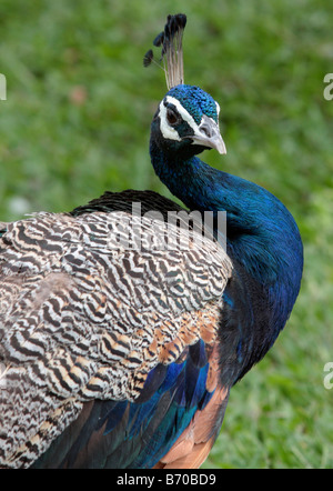 Peacock walks in Peacock Zoo which located at Sun Moon Lake Taiwan Stock Photo