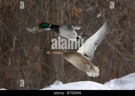 A pair of mallard ducks in flight, male and female. Stock Photo