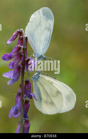 butterfly Pieris napi farfalla ropaloceri insetti Aymaville Parco Nazionale Gran Paradiso Valle d'Aosta Italia Italy Stock Photo