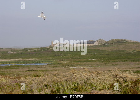 Herring Gull flying over farmhouse on Skomer Island Stock Photo