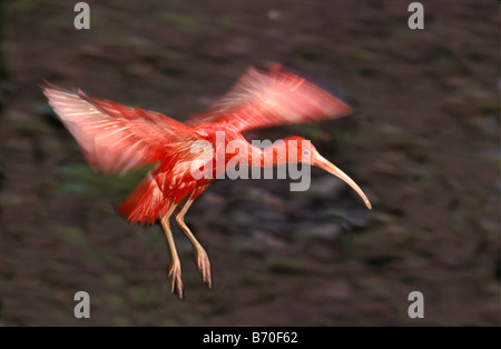 Suriname, Matapica National Park, Scarlet Ibis flying (Eudocimus Ruber). Stock Photo