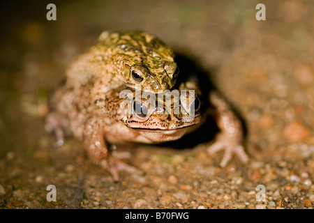 Suriname, Brownsweg, Brownsberg National Park. Pair of toads mating.