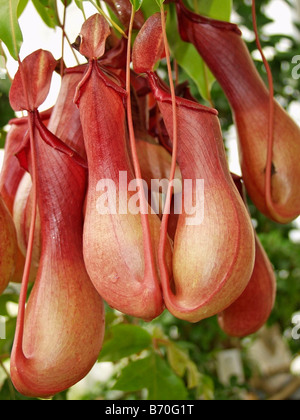 Royal Botanic Gardens Kew Richmond London Princess of Wales conservatory. Carnivorous plant. Nepenthes sp Stock Photo