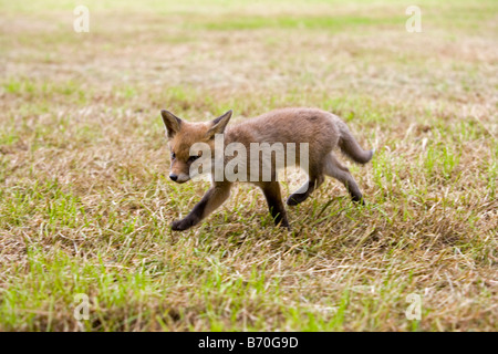 Holland The Netherlands Graveland Rural Estate called Gooilust Young fox who has lost his mother Stock Photo