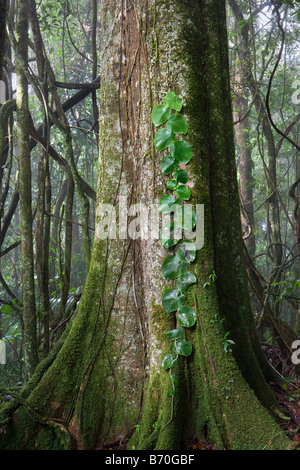 Suriname, Brownsweg, Brownsberg National Park. Leaves on tree. Stock Photo