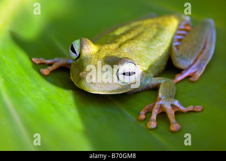 Suriname, Brownsweg, Brownsberg National Park. Orange Legged Tree Frog. Also: Tigerleg Monkey Tree Frog.