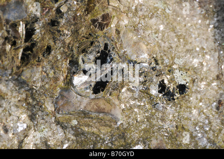 Biotite mica a form of black mica commonly found in granite Stock Photo