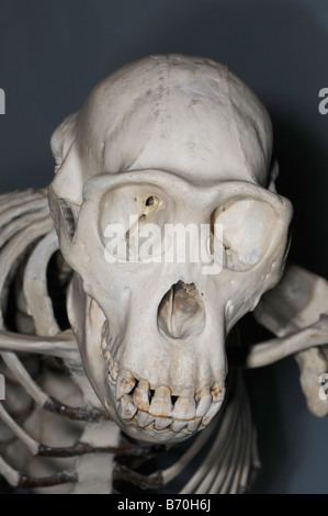 skull of a chimpanzee Pan troglodytes Stock Photo