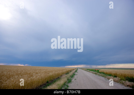 Road and wheat field in Wakeeney Kansas Stock Photo